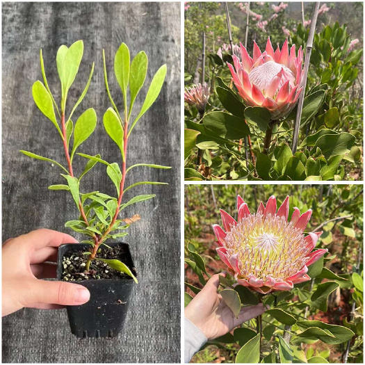 南非帝王花小苗珍稀名贵树苗四季开花树苗耐寒树苗昆明基地直发