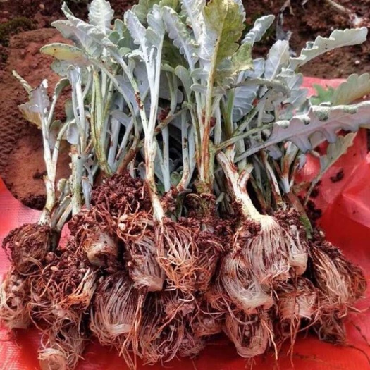 昆明云南昆明基地银叶菊花苗小苗供应现货银叶菊苗批发花束盆栽绿化