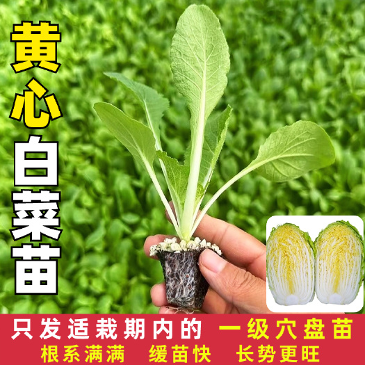 昆明云南昆明基地直发 黄心白菜苗娃娃菜苗蔬菜苗批发