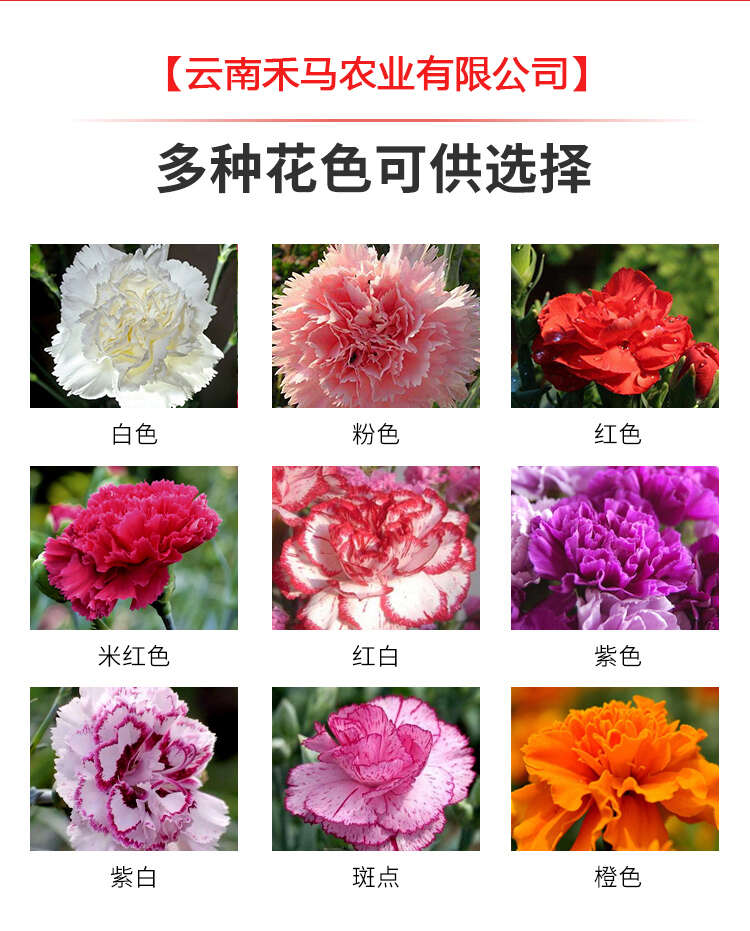 云南昆明基地鲜切花石竹康乃馨小苗红黄彩粉色多头盆栽花卉批发