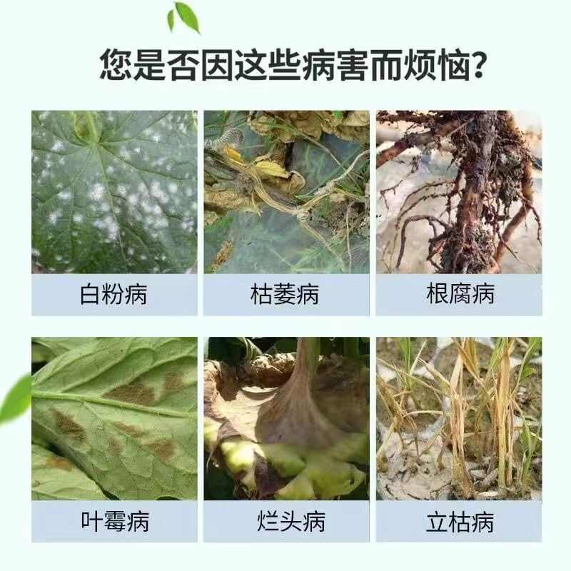 微生物菌肥枯草芽孢杆菌哈茨木霉菌真菌细菌病防霜霉立枯青枯农业