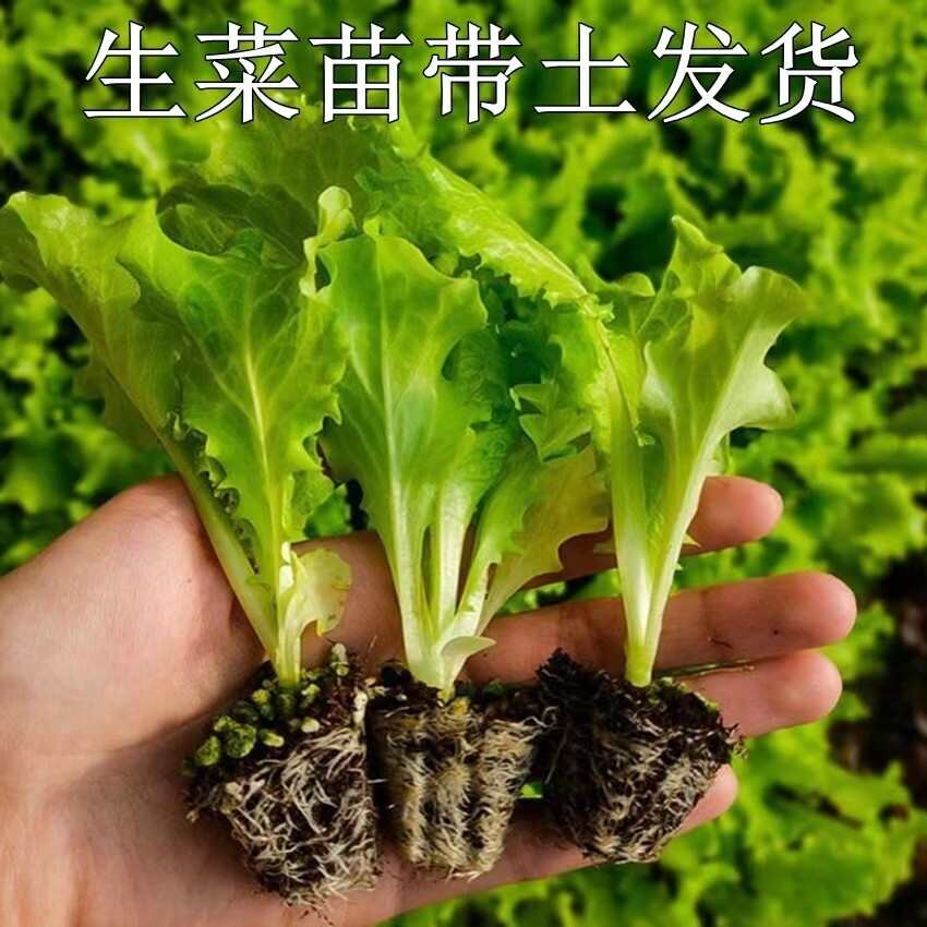 云南昆明基地直发 意大利生菜苗蔬菜苗批发