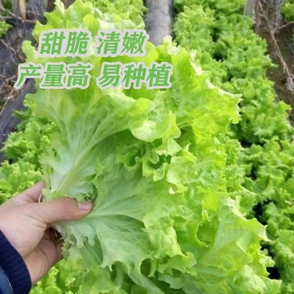 云南昆明基地直发 意大利生菜苗蔬菜苗批发