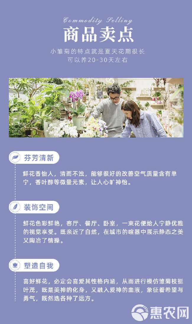 小雏菊鲜切花 真花家居婚庆装饰社区团购花店云南鲜花基地批发