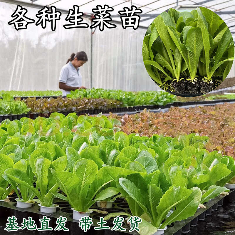 云南昆明基地直发 意大利生菜苗蔬菜苗批发