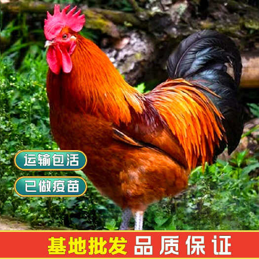 昆明快大型青脚麻鸡苗出壳苗脱温苗，基地批发，技术支持