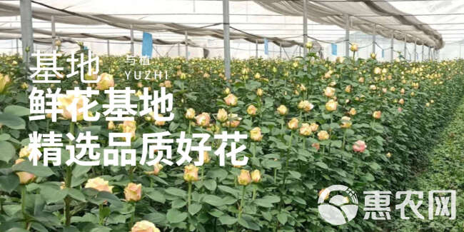 满天星鲜切花 真花家居婚庆装饰满天星社区团购云南鲜花基地批发