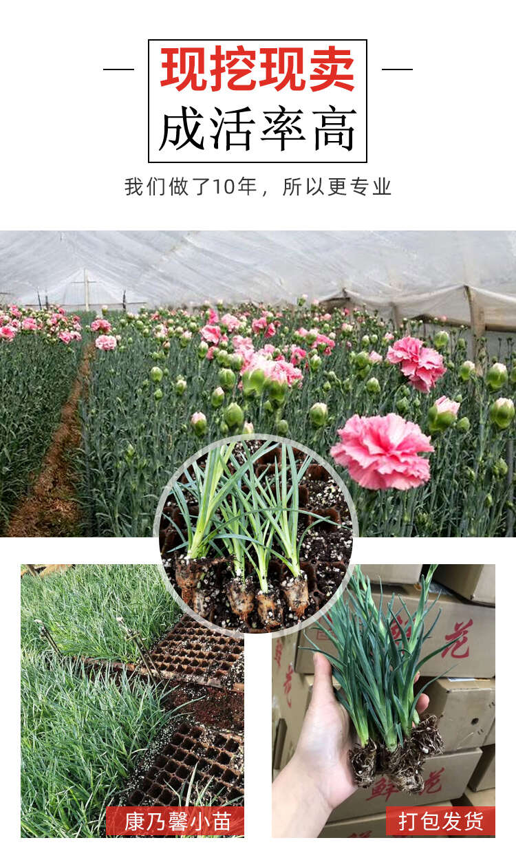 云南昆明基地鲜切花石竹康乃馨小苗红黄彩粉色多头盆栽花卉批发