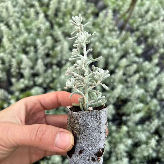 长沙云南昆明基地直发 澳洲地肤小苗