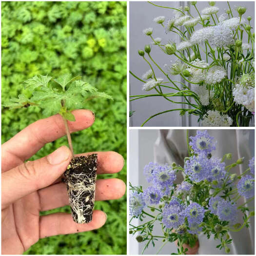 昆明翠珠花小苗蓝色蕾丝花耐热阳台盆栽庭院花园地栽好养活可做切花