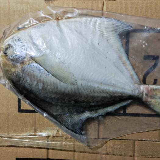 大连银鲳鱼