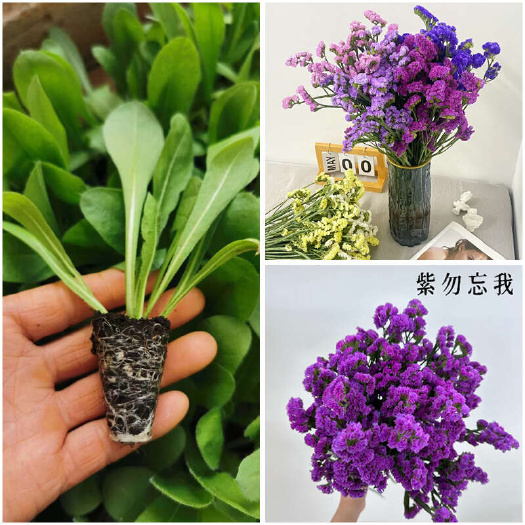 勿忘我花小苗阳台庭院观赏花卉绿植室内切花园艺品种好养易活净化
