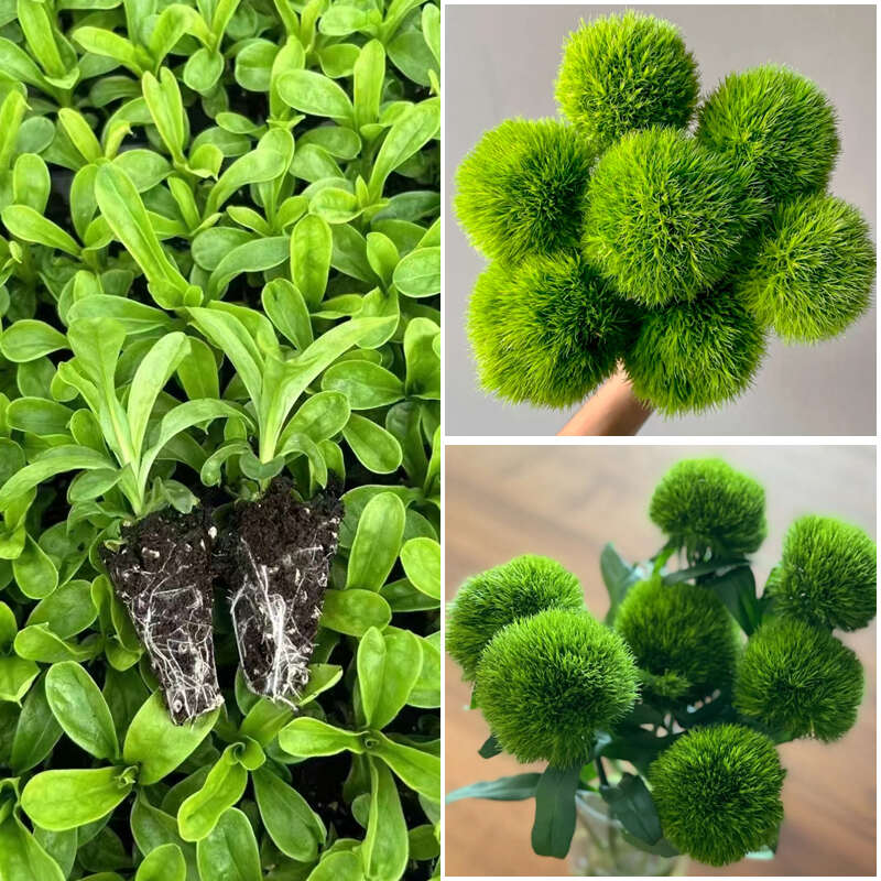 绿毛球小苗 云南昆明基地直发