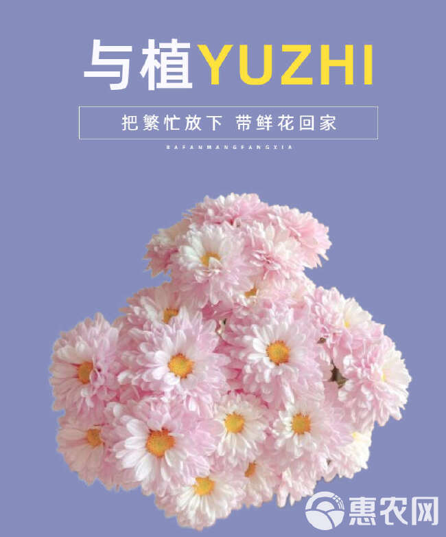 小雏菊鲜切花 真花家居婚庆装饰社区团购花店云南鲜花基地批发