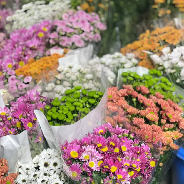 小雏菊鲜切花 真花家居婚庆装饰社区团购花店云南鲜花基地批发