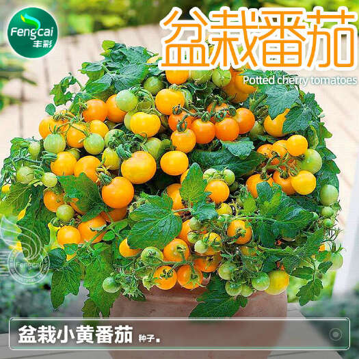 盆栽黄番茄种子 单果重15-20克左右 糖度约10.6度左右