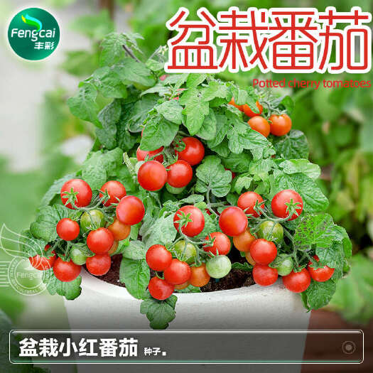 绵阳盆栽红番茄种子 矮生盆栽观赏品种 单果重10-20克左右