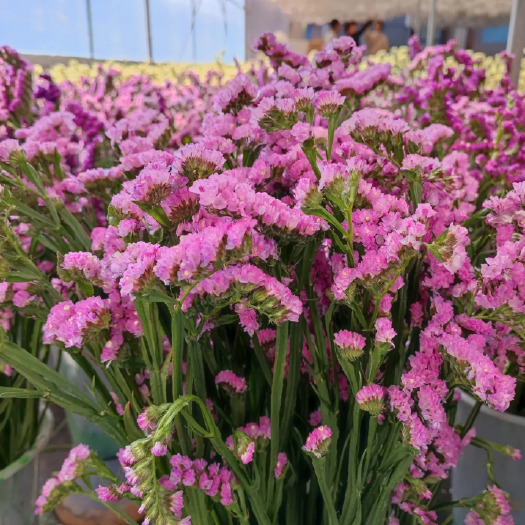 昆明勿忘我鲜切花春节过年摆摊花店婚庆用花云南鲜花基地直发
