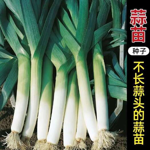 长沙宽叶蒜苗种子浓香韭葱青蒜种籽春秋耐热耐寒农家菜园阳台盆栽蔬菜