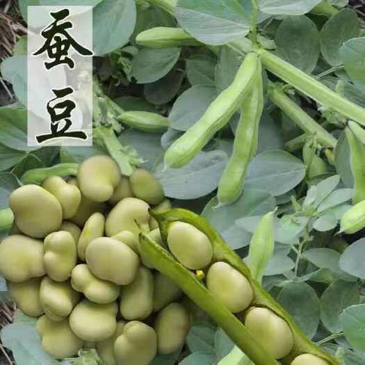 蚕豆种子北斗七星特大高产罗汉豆种籽春秋冬季播种早熟耐寒胡豆籽