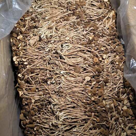 古田县产地直销批发福建省古田县茶树菇干货