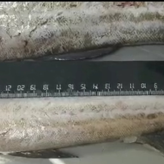 青岛俄罗斯狭雪鱼 鳕鱼 明太鱼 鳕鱼段 整条鳕20+25+30+