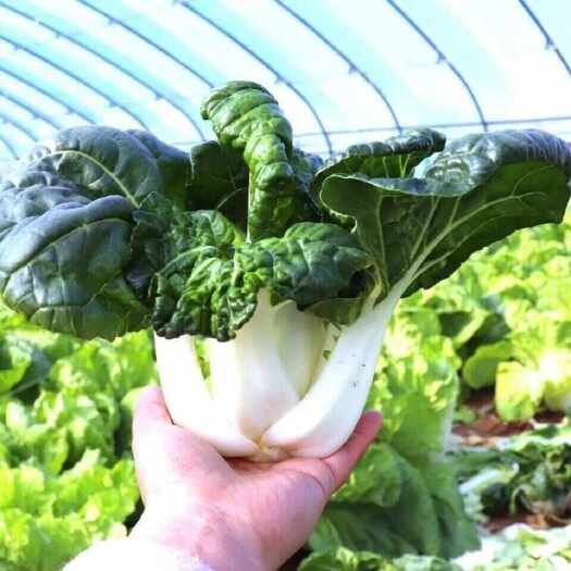 长沙鲜甜奶白菜种子四季奶油小青菜阳台秋冬季盆栽籽种蔬菜农家蔬菜籽