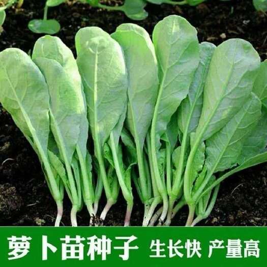 长沙萝卜菜种籽专吃萝卜苗种子四季阳台盆栽小萝卜青菜籽种蔬菜种孑