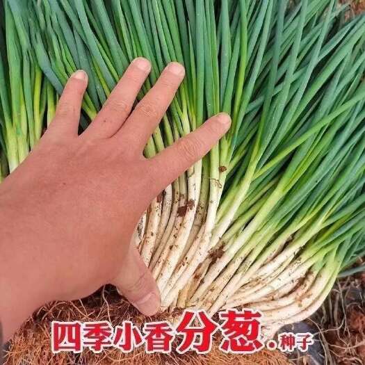 长沙高产分葱种子四季香葱种籽阳台盆栽农家蔬菜种子