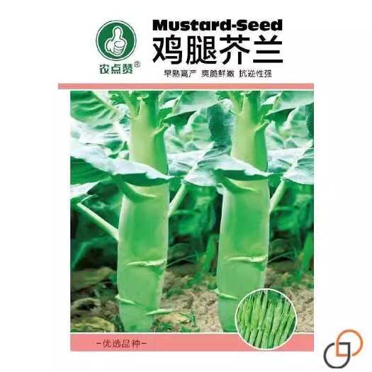 长沙芥兰种子鸡腿芥蓝大田露天种植春季夏秋冬四季播盆栽种籽蔬菜种孑