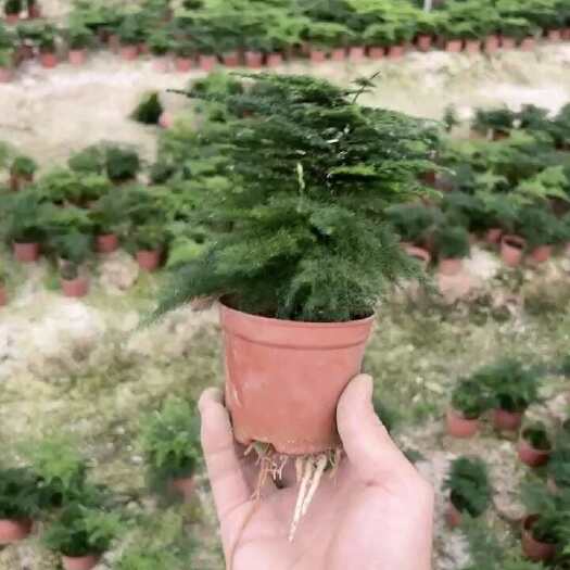 漳州文竹小矮霸