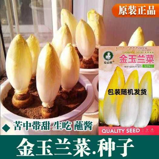 长沙金玉兰菜籽白玉兰种子软化菊苣种子籽四季阳台蔬菜黄芽菜种孑食用