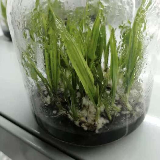 宜良县品质仙茅组培苗瓶苗