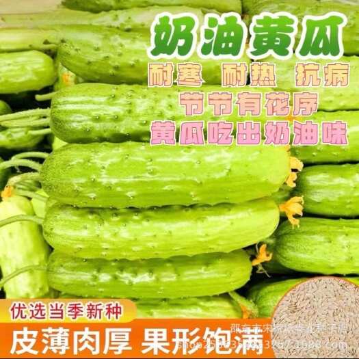 奶油黄瓜种子白玉青瓜春季秋季高产四季盆栽特色甜脆水果黄瓜种籽