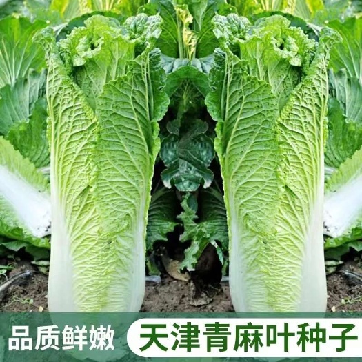 天津青麻叶白菜种子 大田菜园高产易种杂交耐储运白菜蔬菜种子