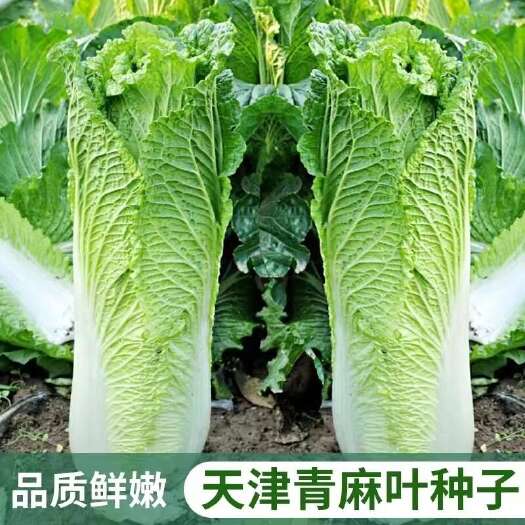 长沙天津青麻叶白菜种子 大田菜园高产易种杂交耐储运白菜蔬菜种子