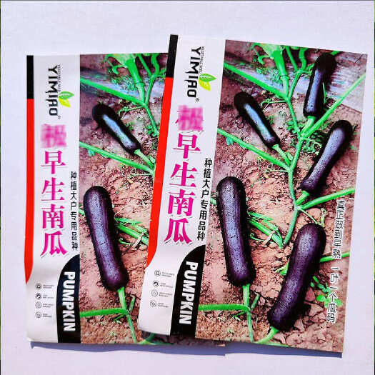 寿光市极早生南瓜种子早熟一叶一个瓜青南瓜籽高产早抗病耐重茬蔬菜
