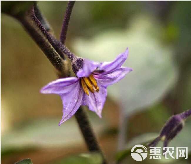 蔬菜种子四季播种 线茄子长茄子杭茄一号茄子阳台庭院春播芽率高