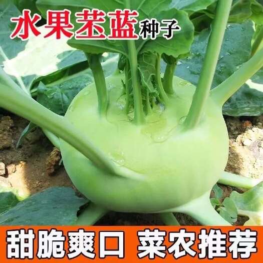 长沙水果苤蓝种子绿苤蓝青芥兰头芥菜球茎甘蓝种籽春秋农家田园蔬菜孑