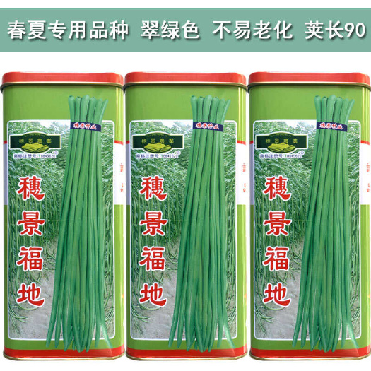 寿光市长豆角种子 豇豆籽穗景福地肉厚无鼓籽 不易老化 荚长90厘米