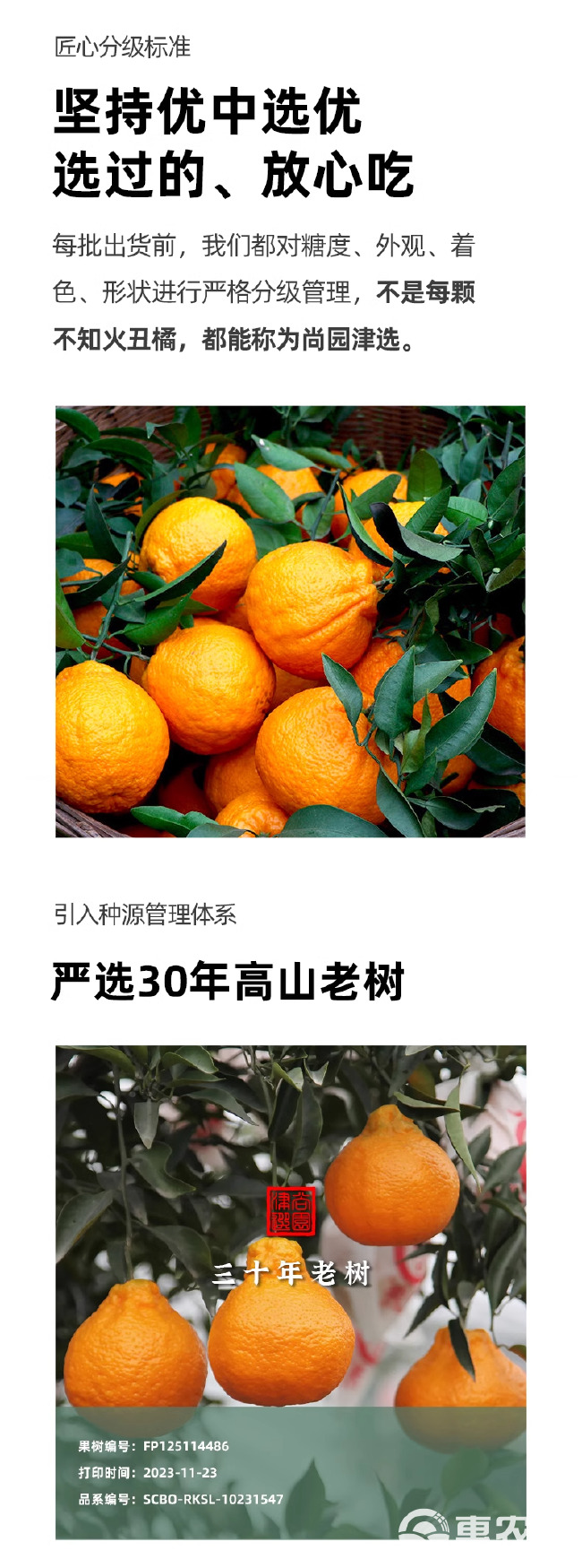 【年货礼盒】四川不知火丑橘6斤应当季水果新鲜桔子耙耙整箱包邮