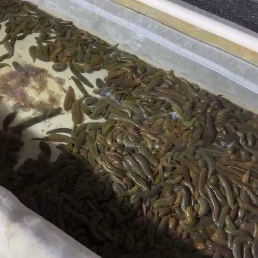  菲牛蛭