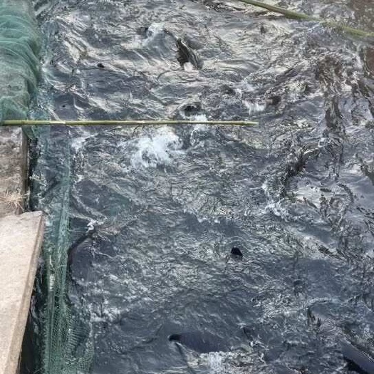 济南出售70条50斤--200斤大鲟鱼  肉食鲟鱼