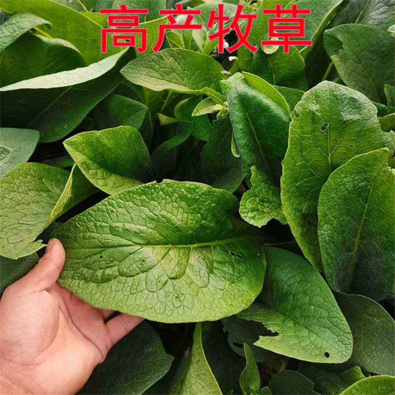 俄罗斯饲料菜优质种根四季青多年生牧草种子 猪牛羊兔鹅鱼包邮