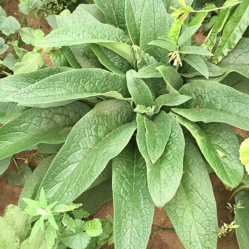 俄罗斯饲料菜优质种根四季青多年生牧草种子 猪牛羊兔鹅鱼包邮