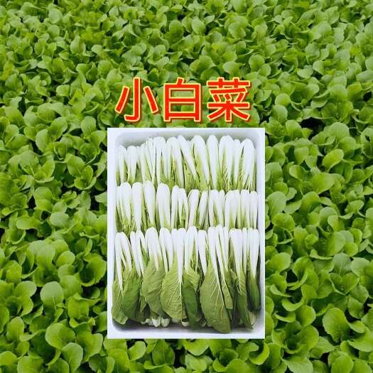 成都供应小白菜