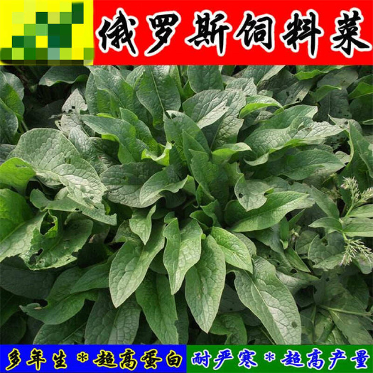 俄罗斯饲料菜优质种根四季青多年生牧草种子 猪牛羊兔鹅鱼包邮