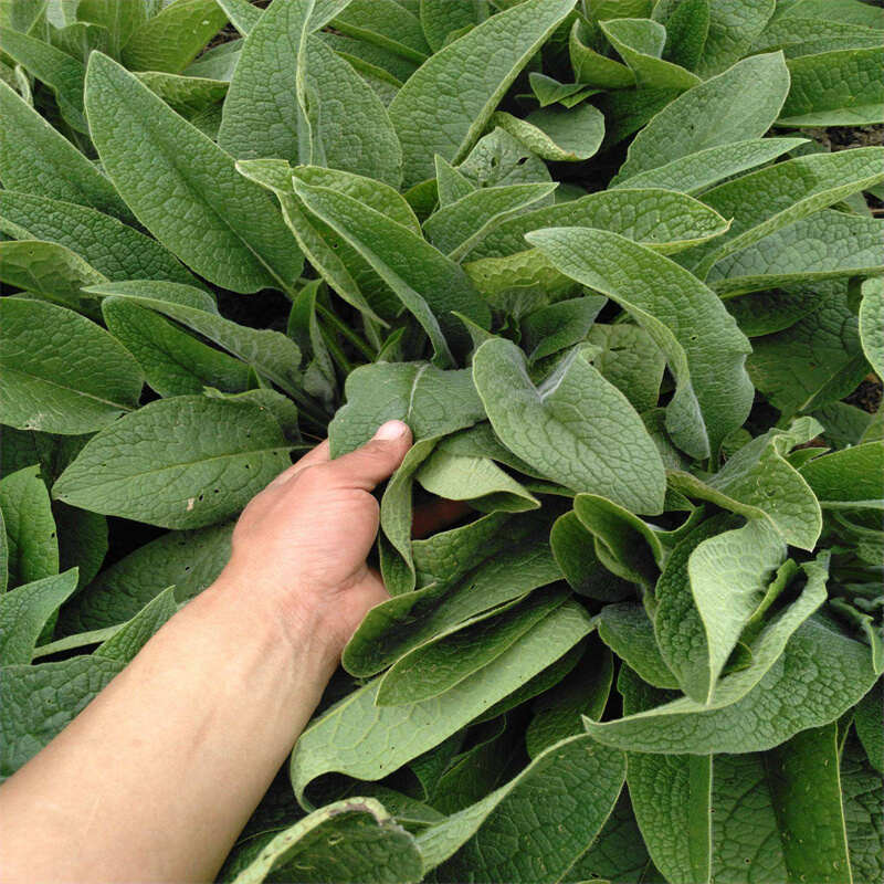 俄罗斯饲料菜优质种根四季青多年生牧草种子 猪牛羊兔鹅鱼包邮