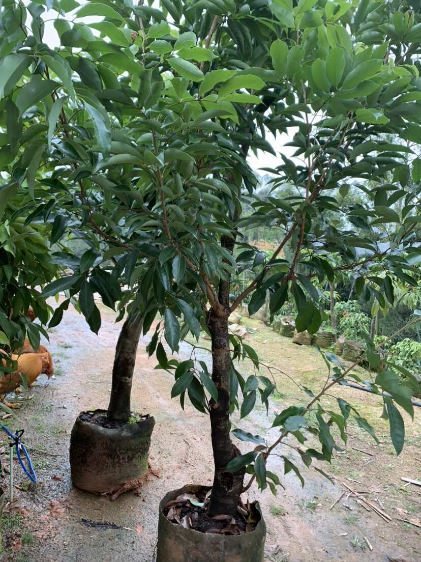 七達(dá)果苗