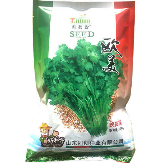寿光市欧美香菜种子 浓香大叶香菜种子 强抗抽苔 高产香菜种子基地品